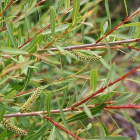 Wierzba purpurowa Gracilis