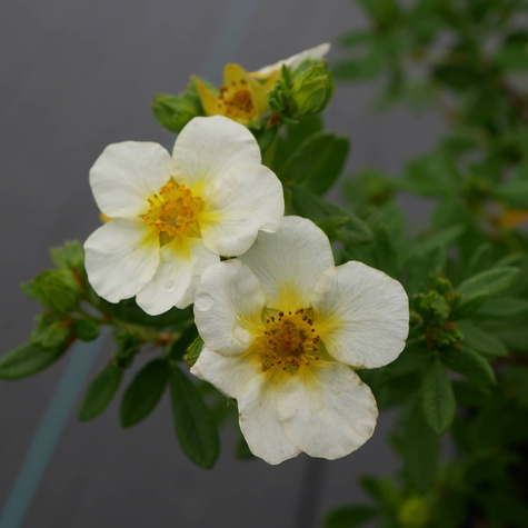 Pięciornik krzewiasty 'Limelight' (C2)