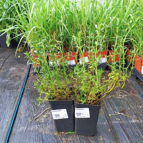 Hyzop lekarski Józefek Miododajny i Leczniczy