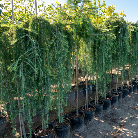 Modrzew europejski Pendula (Pa 120/160, obw. 6/8, H-140/180)