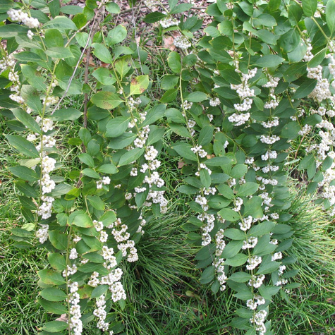 Pięknotka japońska Leucocarpa (C2)