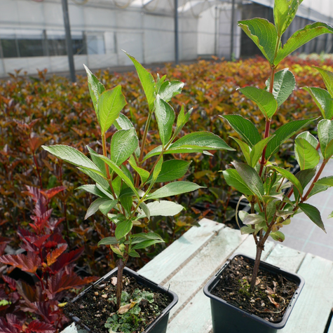 Krzewuszka cudowna Bristol Snowflake (P9)