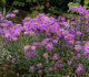 Aster gawędka Brilliant fioletowy