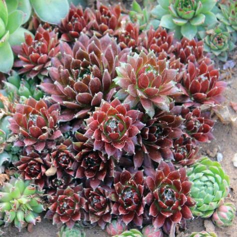 Rojnik ogrodowy Noir (C2)