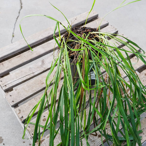 Turówka wonna Żubrówka