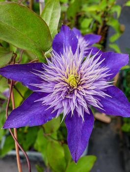 Powojnik Clematis wielkokwiatowy Multi Blue (C2)