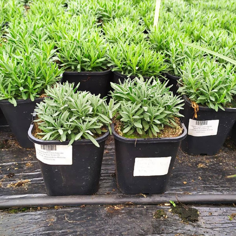 Lawenda wąskolistna lekarska Hidcote Blue Strain (C2)