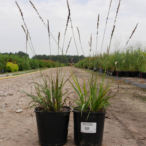 Trzęślica modra Moorhexe (C2)