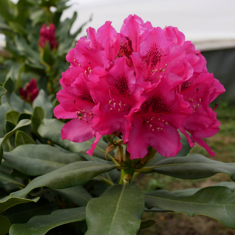 Rododendron Różanecznik Nowa Zembla czerwony (C2)