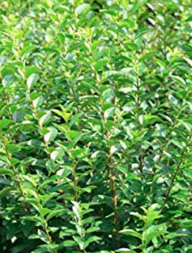 Ligust okrągłolistny 'Green Diamond' (P9)