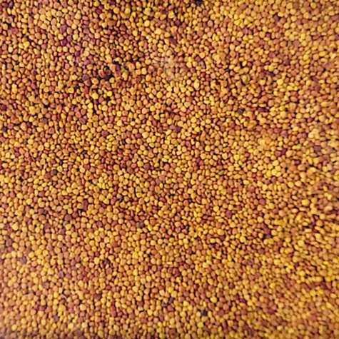 Koniczyna biała rozesłana cena za 1 kg