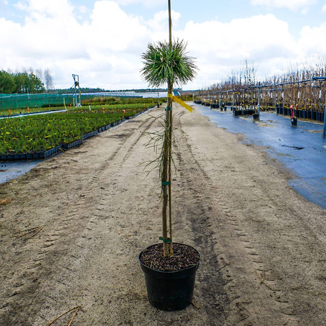 Sosna kosodrzewina Benjamin szczepiona Pa60