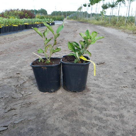 Trzmielina pospolita Red Cascade (C2)