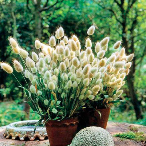 Trawa ozdobna Dmuszek 0,5g