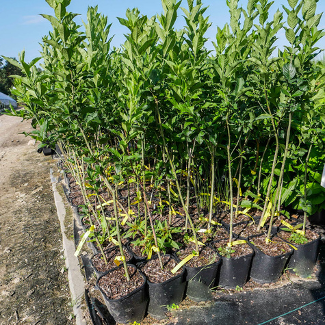 Trzmielina miododajna (C2)