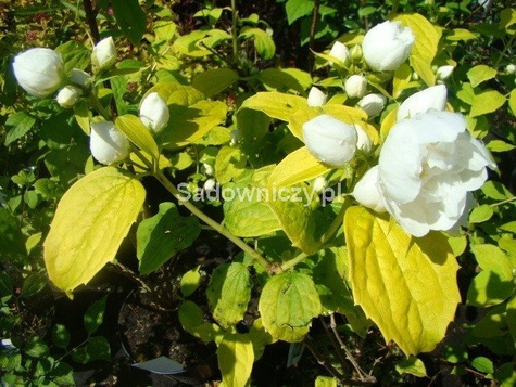 Jaśminowiec Yellow Hill Pełne Pachnące Kwiaty (C2)