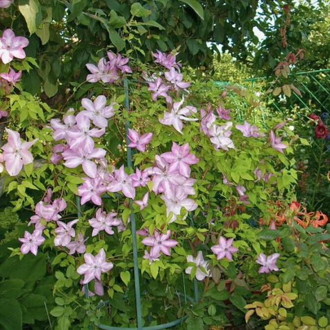Powojnik Clematis wielkokwiatowy Danuta (C2)