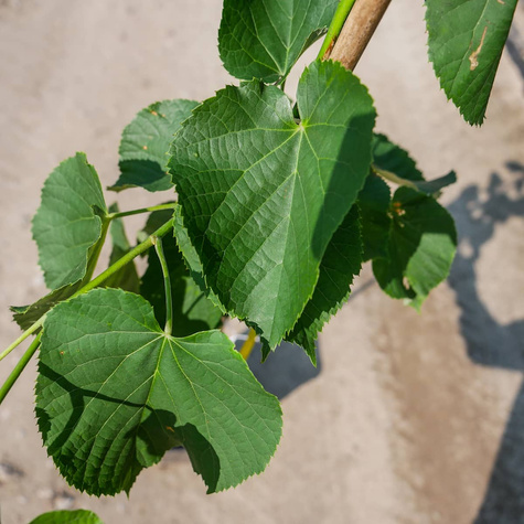 Lipa srebrzysta Tilia Tomentosa (C2)