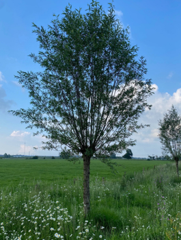 Wierzba Palmowa Szczepiona Na Pniu 