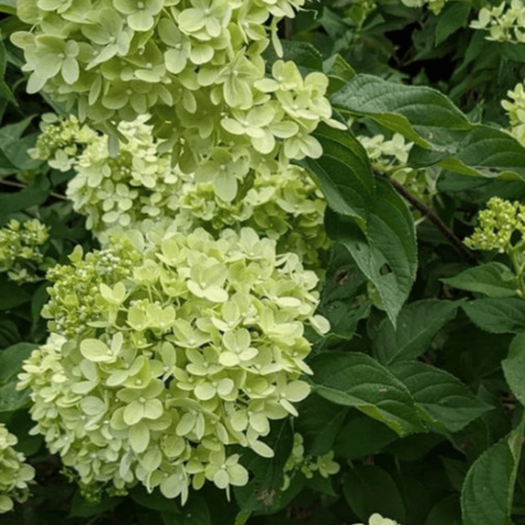 Hortensja bukietowa Mojito (C1.7)