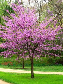 Judaszowiec kanadyjski (C2)