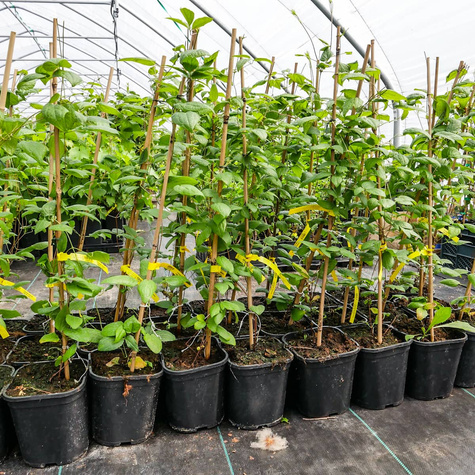 Powojnik Clematis wielkokwiatowy pełny Vyvyan Pennell (C2)