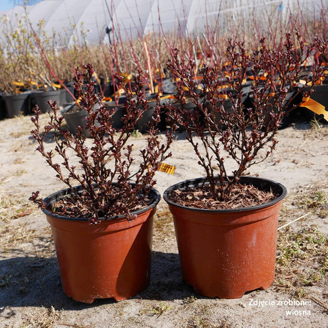 Berberys thunberga Concorde (C1.7)