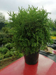 Thuja Żywotnik zachodni Little Giant