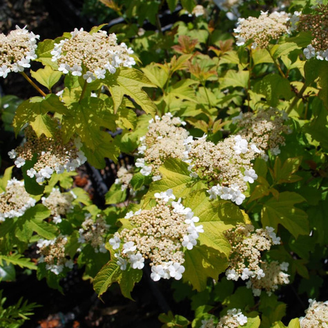 Kalina koralowa Park Harvest (C2)