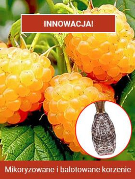 Malina żółta Plant Pack