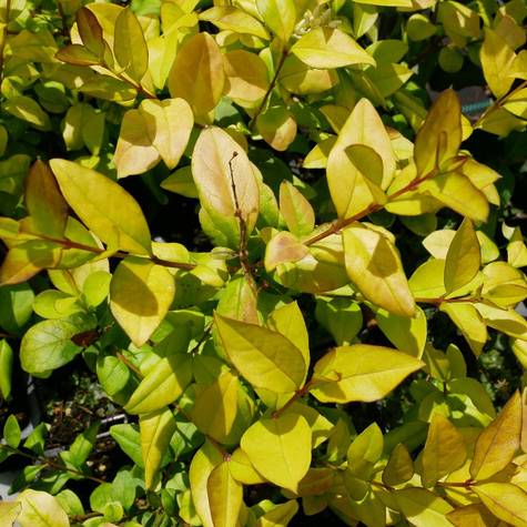 Ligustr okrągłolistny Vicaryi (P9)