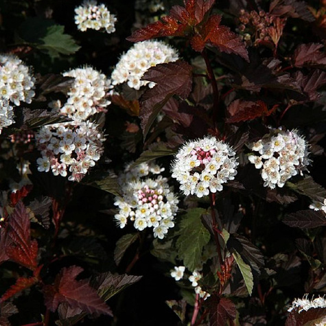 Pęcherznica kalinolistna Midnight (C2)