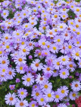 Aster wrzoslistny Blue Wonder fioletowy (C2)
