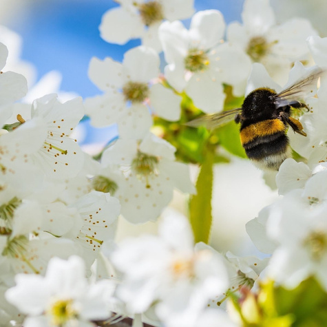 Czereśnia Kanarkowa Żółty kanarek Plant Pack