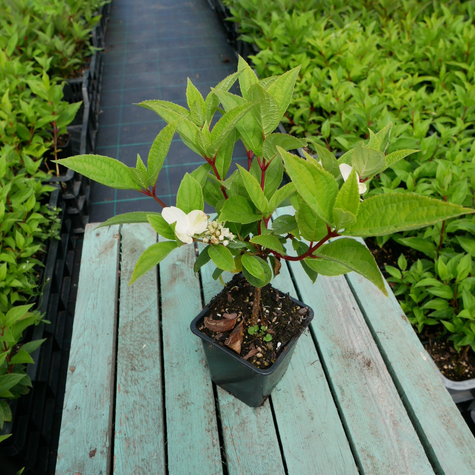 Hortensja bukietowa Tardiva (P9)