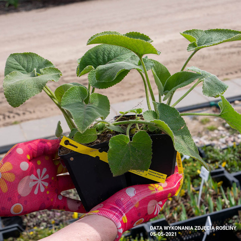 Żelaźniak Russela Piętrowe kwiaty (C2)