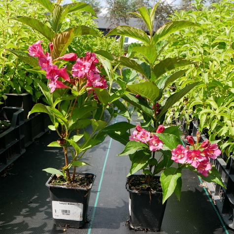 Krzewuszka cudowna Korea (P9)