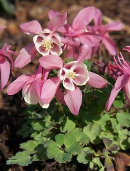 Orlik wachlarzowaty 'Cameo Pink & White'
