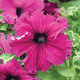 Petunia ogrodowa Gottfried Michaelis 0,05g