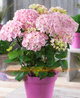 Hortensja ogrodowa Pink Beauty