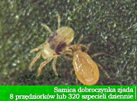 Dobroczynek Gruszowy 50 Opasek