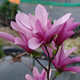 Magnolia Betty (C2)