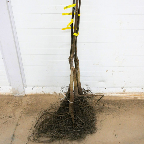 Orzech Włoski Chandler Szczepiony Plant Pack