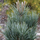 Sosna giętka Vanderwolf's Pyramidalis