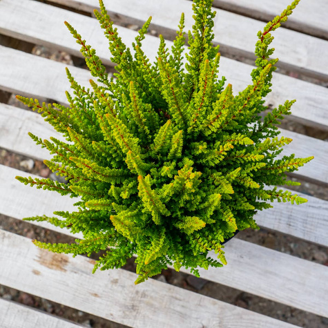 Wrzos pospolity Skyline Monaco