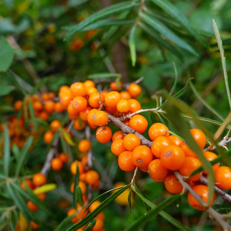 Rokitnik pospolity Hergo żeński bardzo plenny (C2)