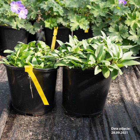 Dzwonek skupiony Acaulis (P9)