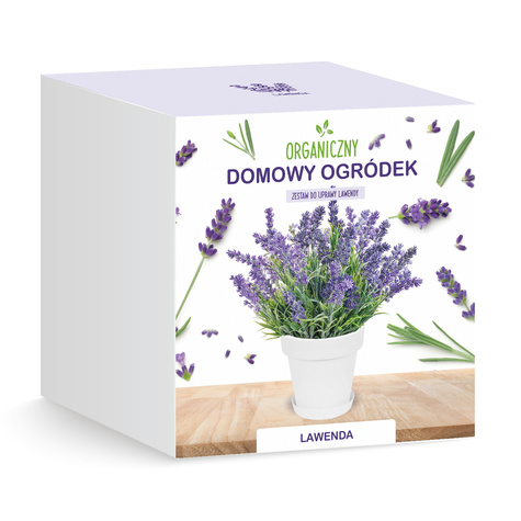 Zestaw do uprawy Lawendy odstrasza komary