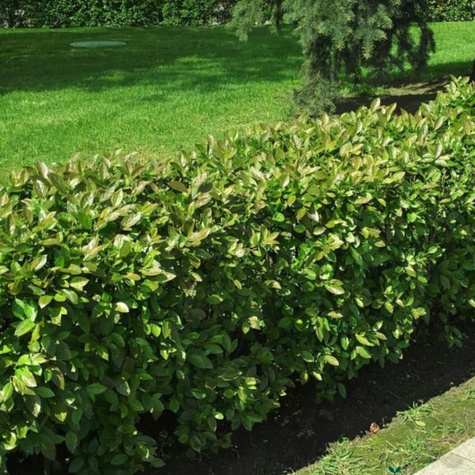 Irga błyszcząca Miododajna na żywopłot Plant Pack