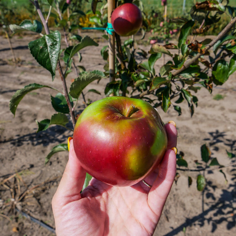 Jabłoń Idaredest Plant Pack